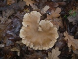 Clitocybe costata image