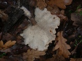 Clitocybe costata image