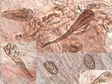 Inocybe bongardii image