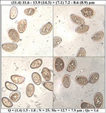 Inocybe bongardii image