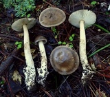 Amanita pachycolea image