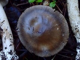 Amanita pachycolea image