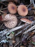 Gymnopus villosipes image