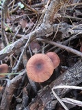Gymnopus villosipes image
