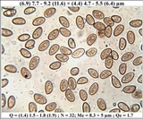 Inocybe godeyi image