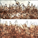 Inocybe godeyi image