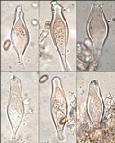 Inocybe godeyi image