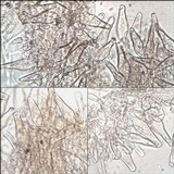 Inocybe godeyi image