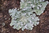 Parmotrema reticulatum image