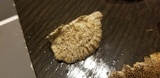 Trametes trogii image