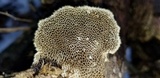 Trametes trogii image