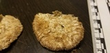 Trametes trogii image