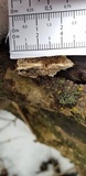 Trametes trogii image