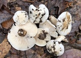 Hygrophorus subsordidus image