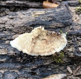 Merulius tremellosus image