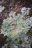 Punctelia caseana image