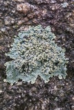 Pyxine sorediata image
