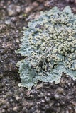 Pyxine sorediata image
