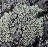 Dimelaena oreina image