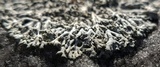 Physcia millegrana image