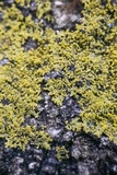 Candelaria concolor image