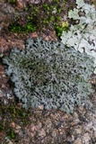 Phaeophyscia rubropulchra image