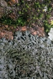 Phaeophyscia rubropulchra image