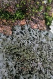 Phaeophyscia rubropulchra image