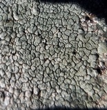 Aspicilia laevata image
