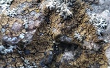 Acarospora fuscata image