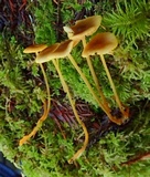 Mycena aurantiomarginata image