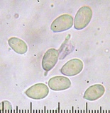 Mycena aurantiomarginata image