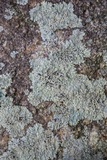 Pyxine subcinerea image