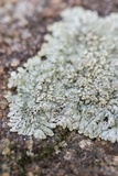 Pyxine subcinerea image
