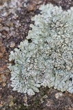 Pyxine subcinerea image