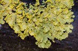 Vulpicida pinastri image