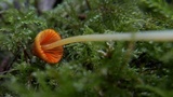 Mycena aurantiomarginata image