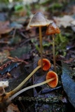 Mycena aurantiomarginata image