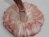 Lepiota castanescens image