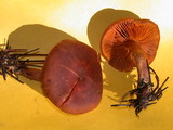 Cortinarius cinnamomeus image