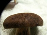 Boletellus mirabilis image