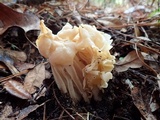 Helvella crispa image