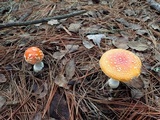 Amanita persicina image