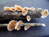 Gloeoporus dichrous image