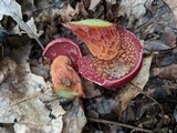 Butyriboletus frostii image