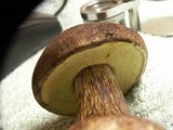 Boletellus mirabilis image