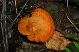 Lactarius peckii image