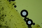 Clitocybe coniferophila image