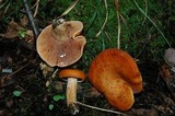 Lactarius peckii image