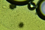 Clitocybe coniferophila image